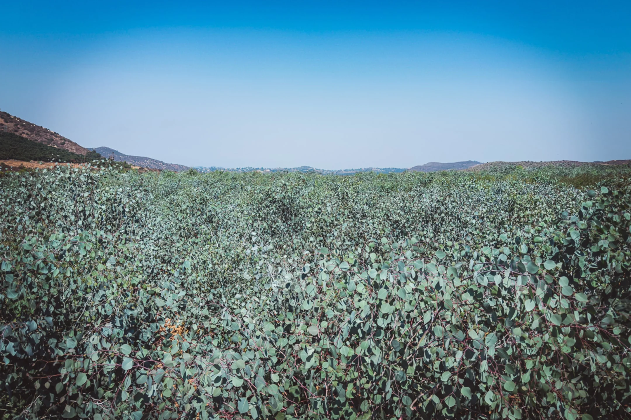 A grove of eucalyptus trees in the San Pasqual Valley