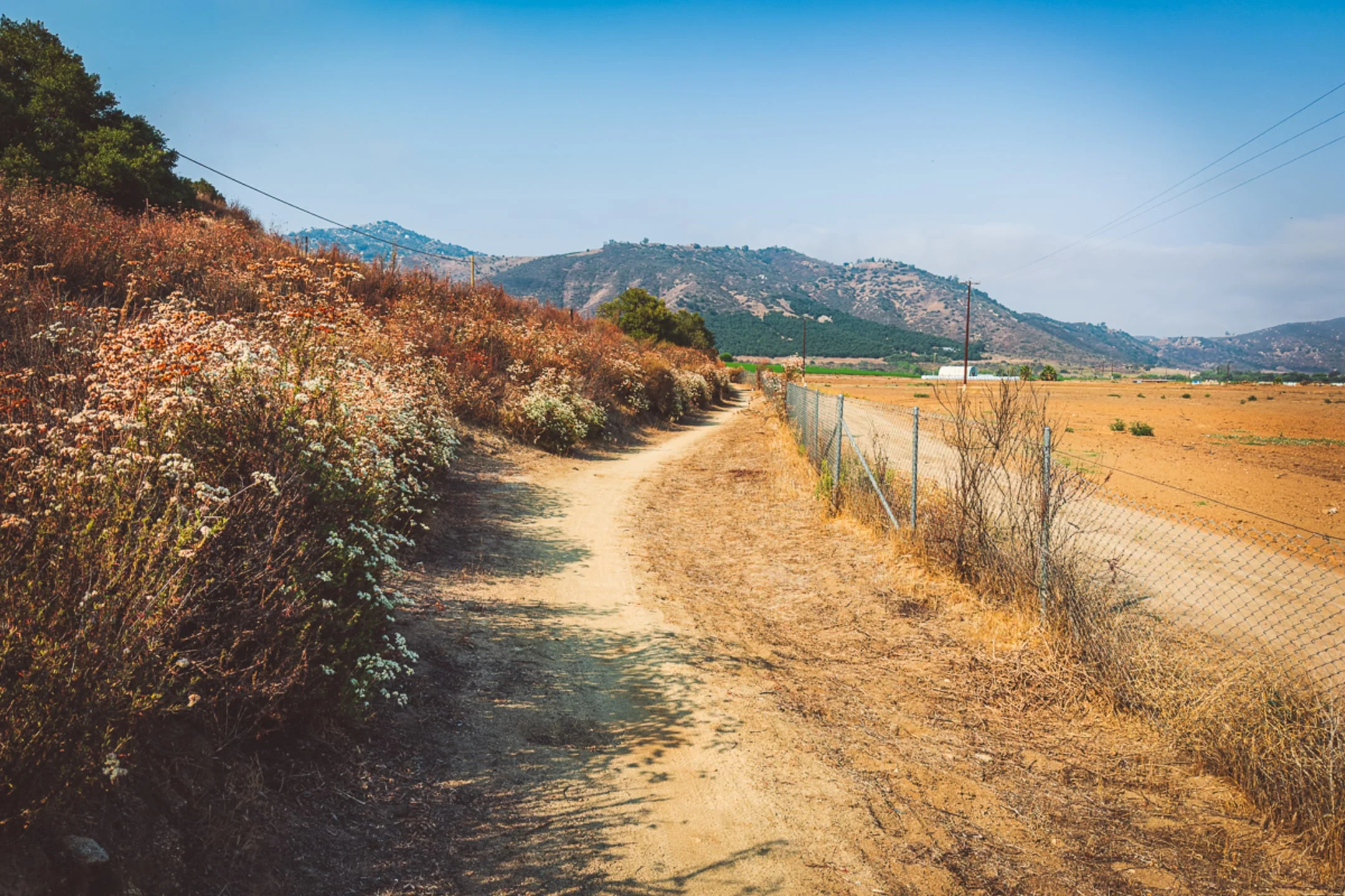 California Buckwheat alongside the Coast to Crest Trail in San Pasqual Valley