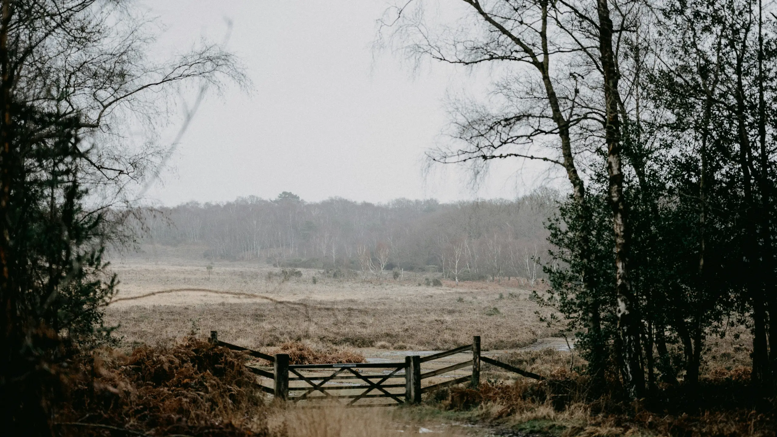 photo of a gate surrounded by trees