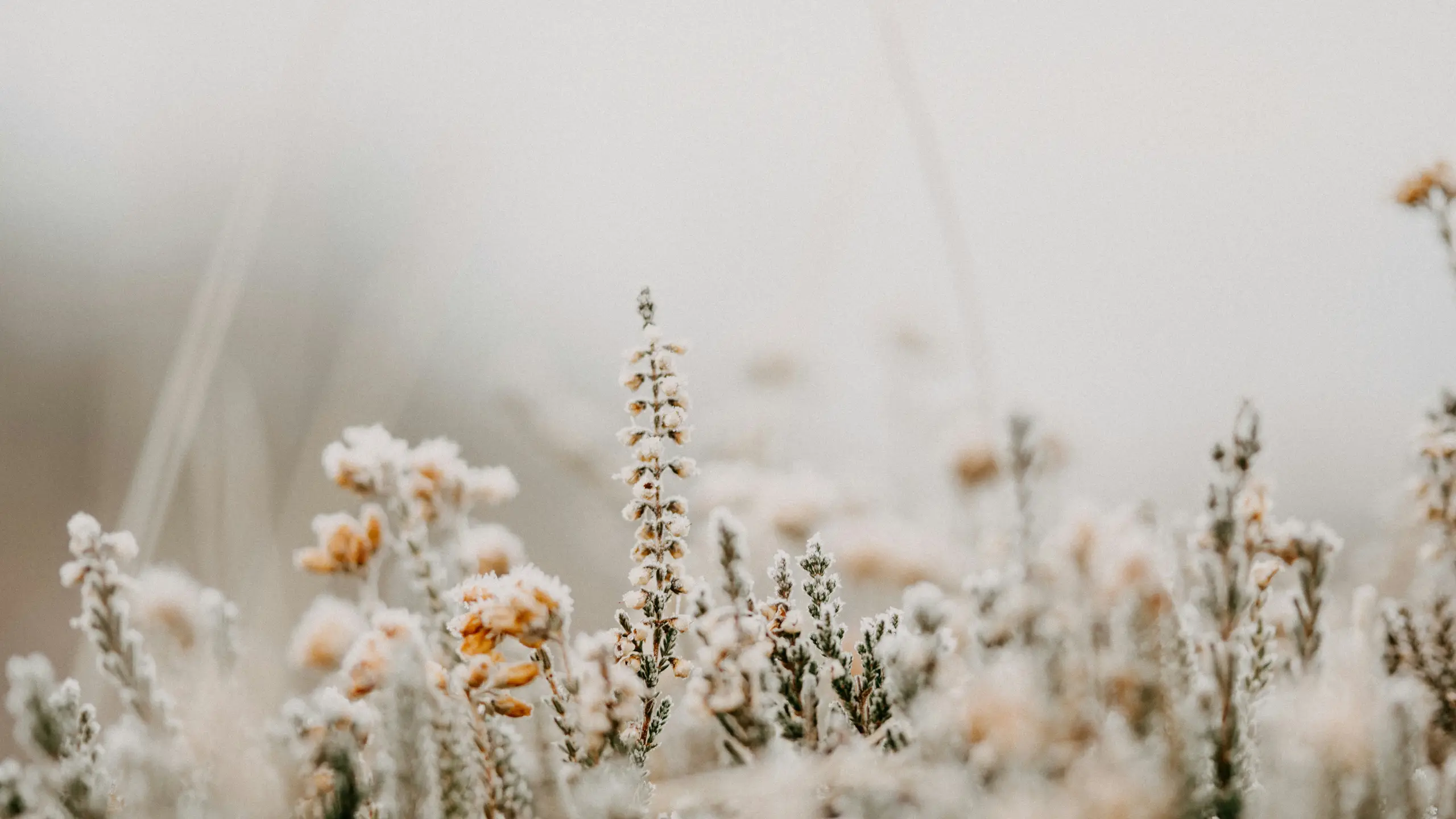 Selective focus photo of frosty heather on a cold, winter morning