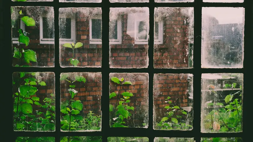 A window view of a green garden