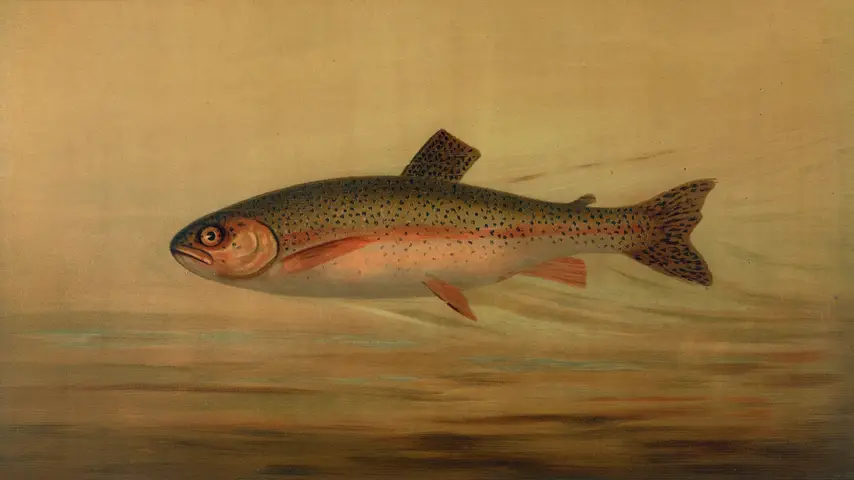 An 1898 painting of a rainbow trout by John L. Petrie