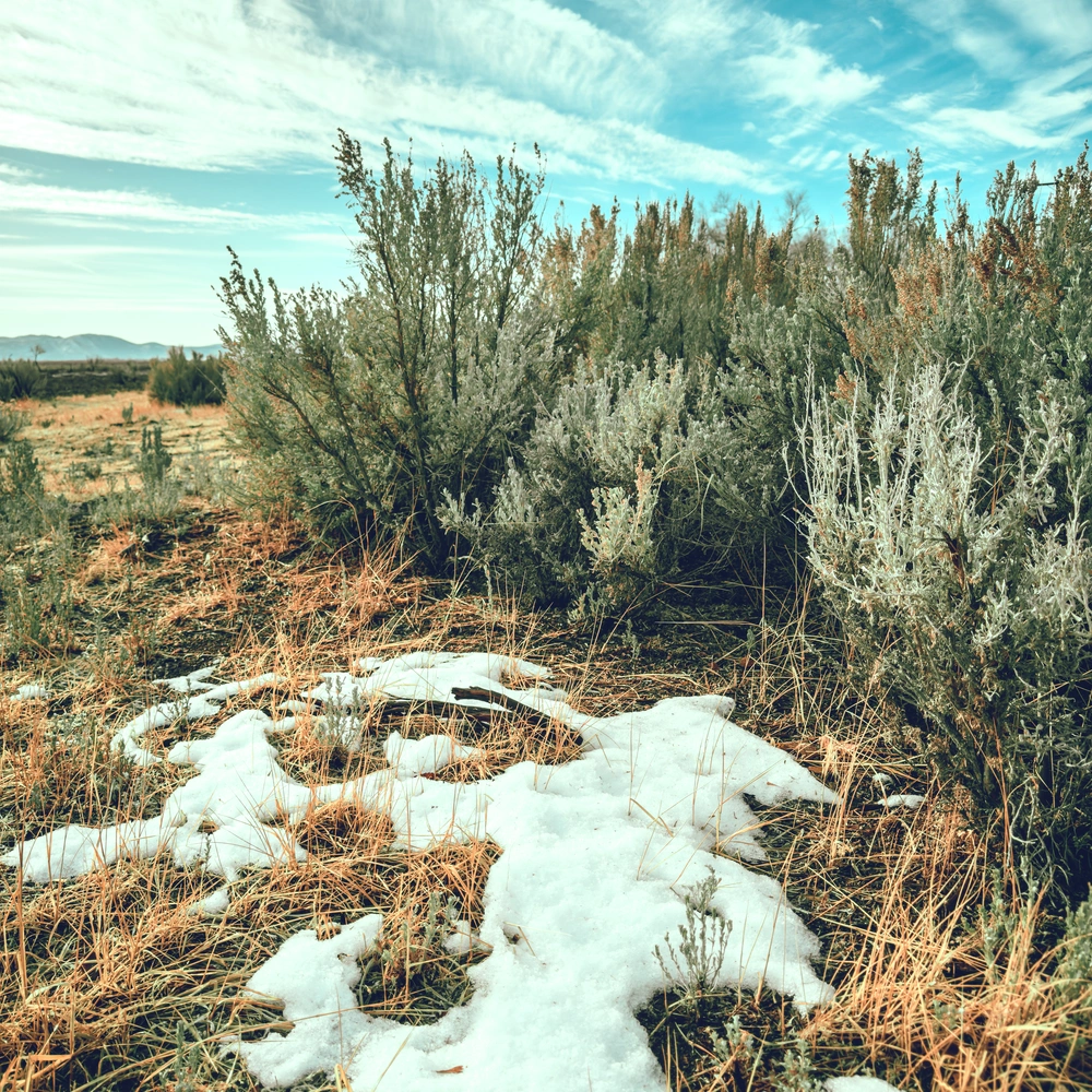 A patch of snow in Washoe Valley, Nevada on a winter morning