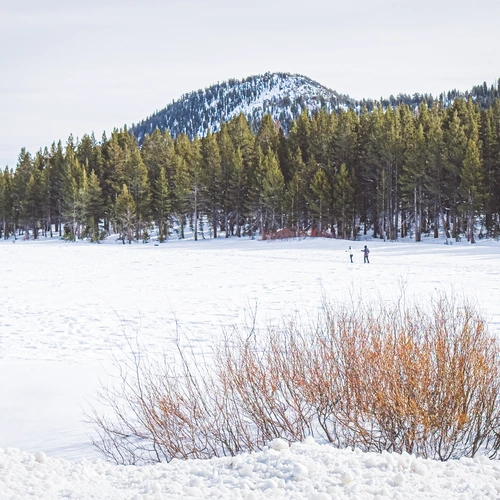 Cross country skiers enjoying a beautiful day near Mount Rose in Washoe County, Nevada.