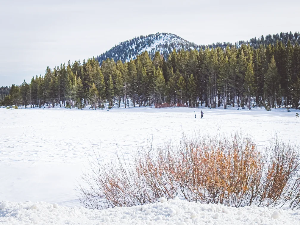 Cross country skiers enjoying a beautiful day near Mount Rose in Washoe County, Nevada.