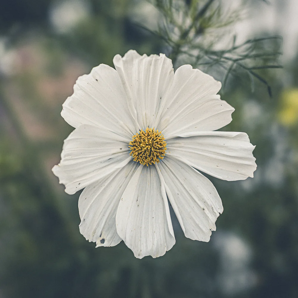 white Cosmos Sensation in bloom