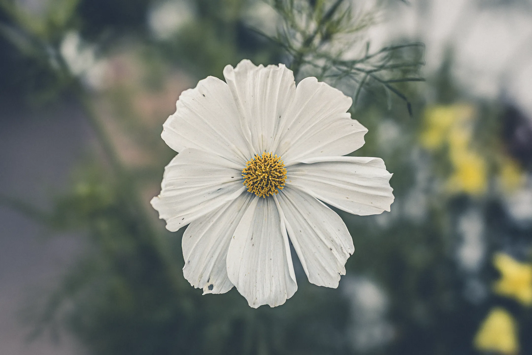 white Cosmos Sensation in bloom