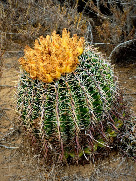 Cactus at San Elijo Lagoon Ecological Reserve