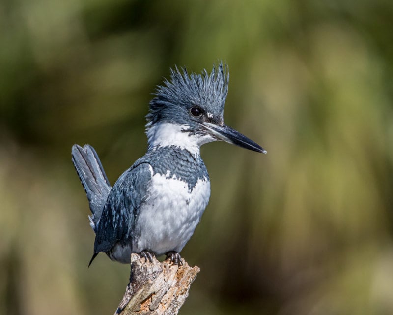 Belted Kingfisher, photo by Andy Morffew